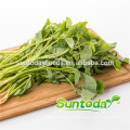 Suntoday овощной китайский F1 органические, потому что органических объемных изображений зеленые семена амаранта(32001)